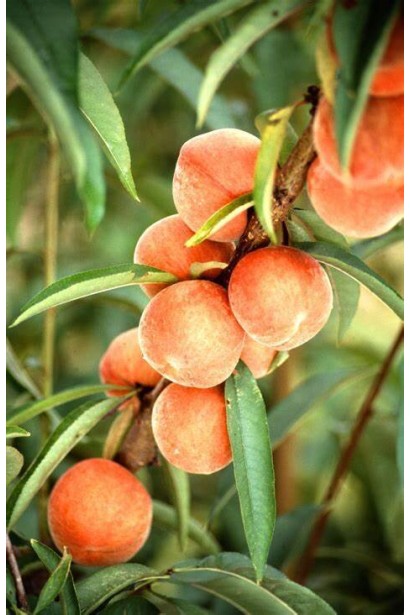 Персик колоновидний Медовий - середній сорт